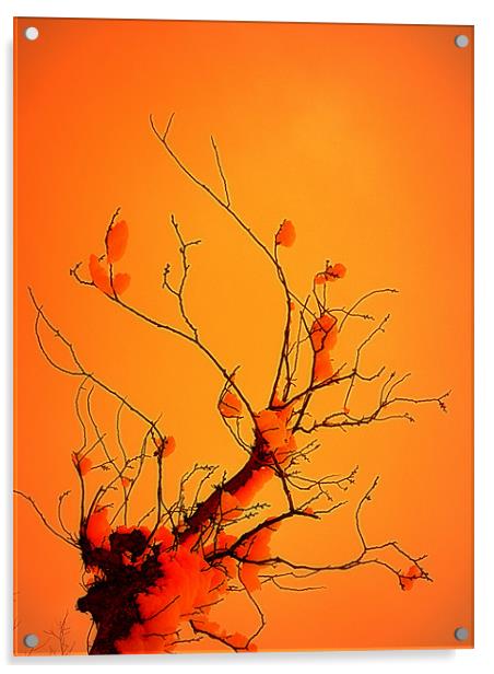 winter tree Acrylic by dale rys (LP)