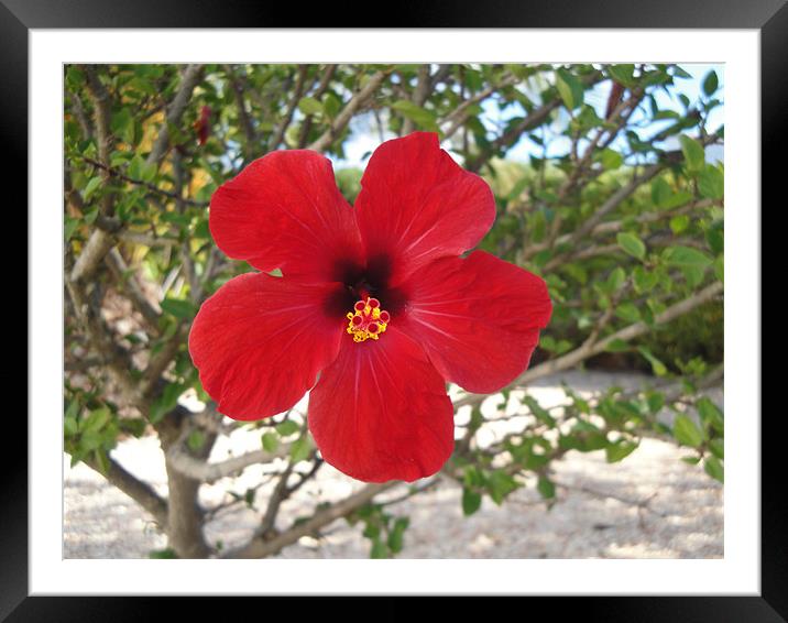 Hibiscus in Bloom Framed Mounted Print by Andy Gilfillan