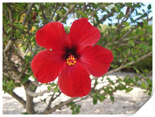 Hibiscus in Bloom Print by Andy Gilfillan