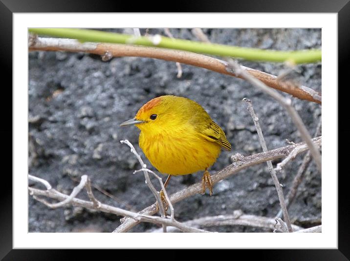 Yellow Warbler Framed Mounted Print by Andy Gilfillan