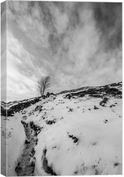 Lone Tree Canvas Print by Phil Tinkler