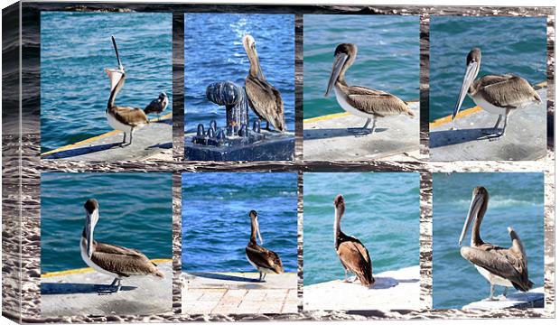 The many faces of Pelicans  Canvas Print by Thomas Grob