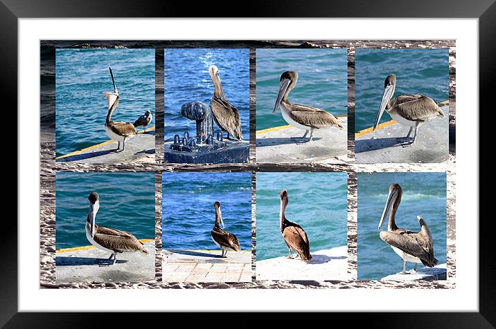 The many faces of Pelicans  Framed Mounted Print by Thomas Grob