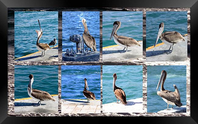The many faces of Pelicans  Framed Print by Thomas Grob