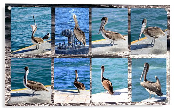 The many faces of Pelicans  Acrylic by Thomas Grob