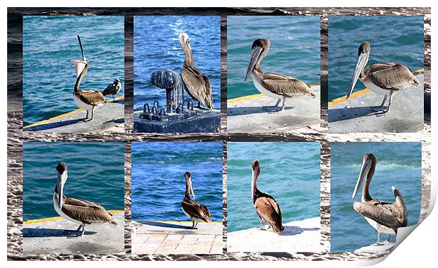 The many faces of Pelicans  Print by Thomas Grob