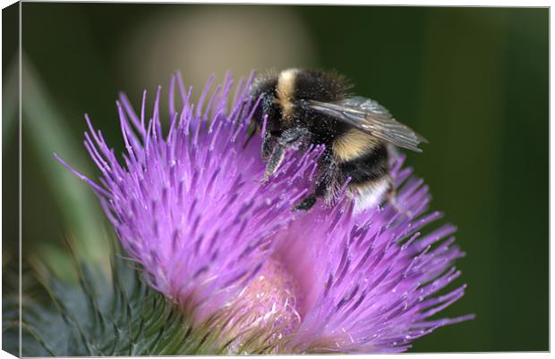 Bee on Thistle Canvas Print by Vicky Mitchell