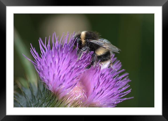 Bee on Thistle Framed Mounted Print by Vicky Mitchell