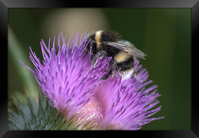 Bee on Thistle Framed Print by Vicky Mitchell