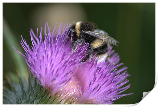 Bee on Thistle Print by Vicky Mitchell
