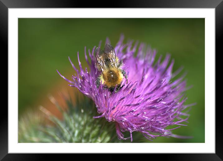 Bee on Purple Thistle Framed Mounted Print by Vicky Mitchell