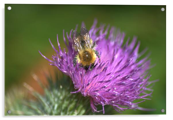 Bee on Purple Thistle Acrylic by Vicky Mitchell