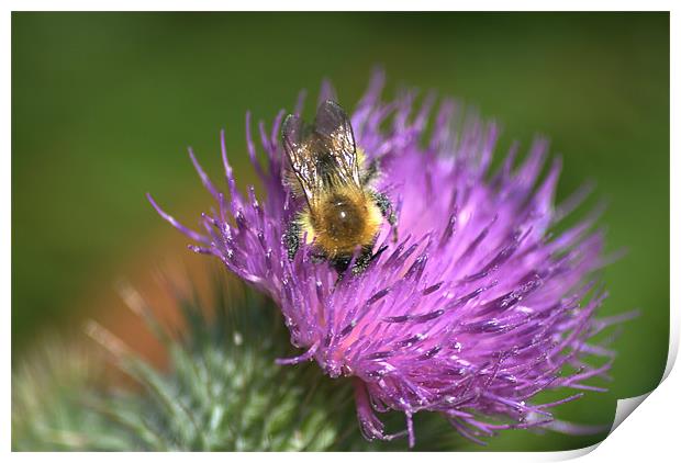 Bee on Purple Thistle Print by Vicky Mitchell