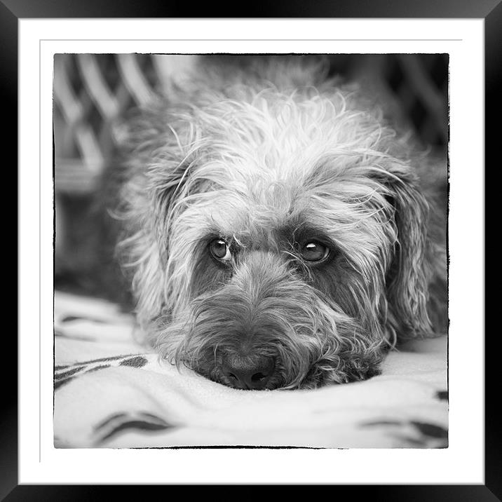 Cute Scruffy Pup in Black and White Framed Mounted Print by Natalie Kinnear