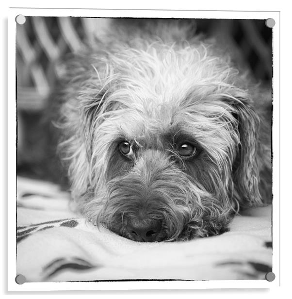 Cute Scruffy Pup in Black and White Acrylic by Natalie Kinnear