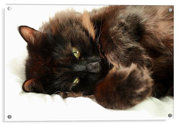 Cat Posing Acrylic by Selena Chambers