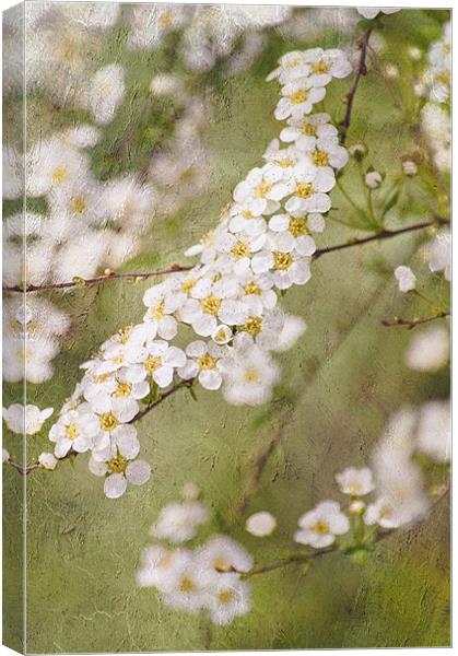 Promise of spring Canvas Print by Dawn Cox