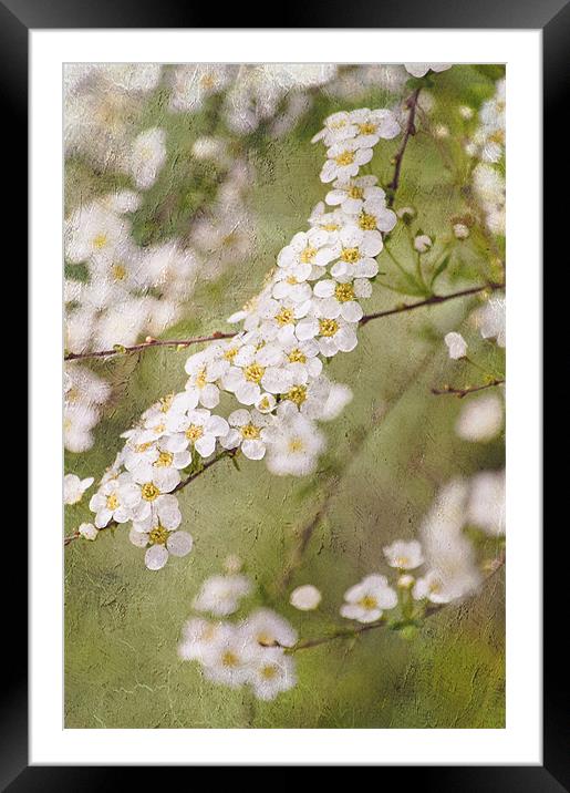 Promise of spring Framed Mounted Print by Dawn Cox