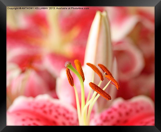 TIGER LILY POLLEN Framed Print by Anthony Kellaway