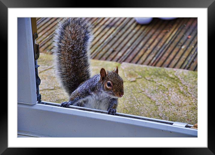 Can i come in.............. Framed Mounted Print by sue davies