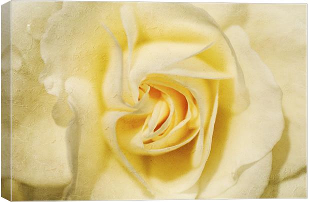 Pale yellow Rose Canvas Print by Dawn Cox