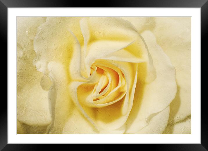Pale yellow Rose Framed Mounted Print by Dawn Cox