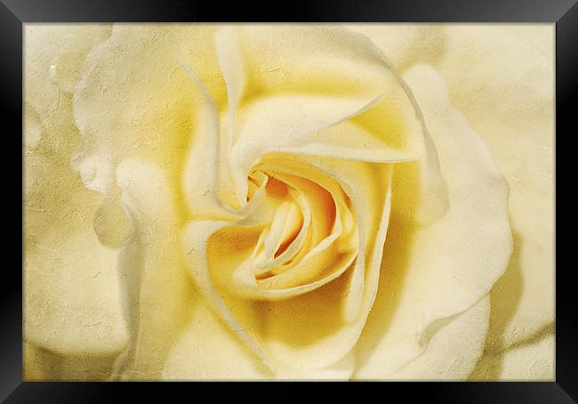 Pale yellow Rose Framed Print by Dawn Cox