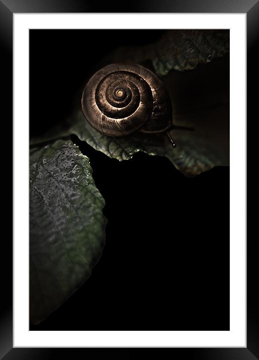 BRONZE SNAIL Framed Mounted Print by simon keeping