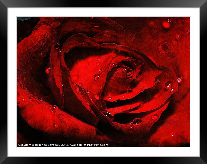 Red Rose Waterdrops. Framed Mounted Print by Rosanna Zavanaiu