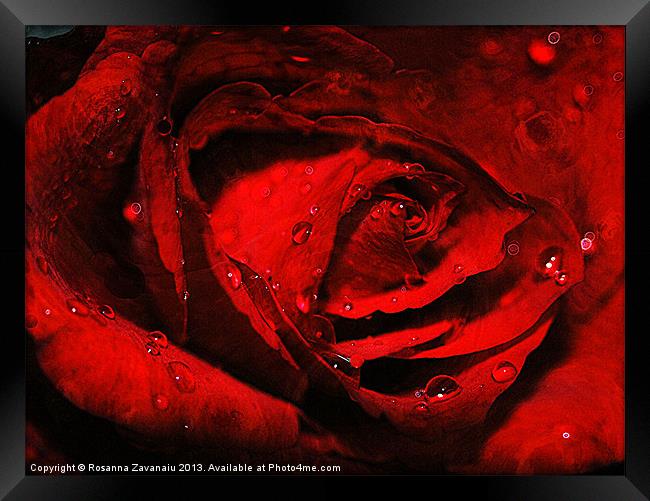 Red Rose Waterdrops. Framed Print by Rosanna Zavanaiu