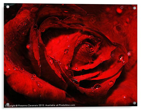 Red Rose Waterdrops. Acrylic by Rosanna Zavanaiu