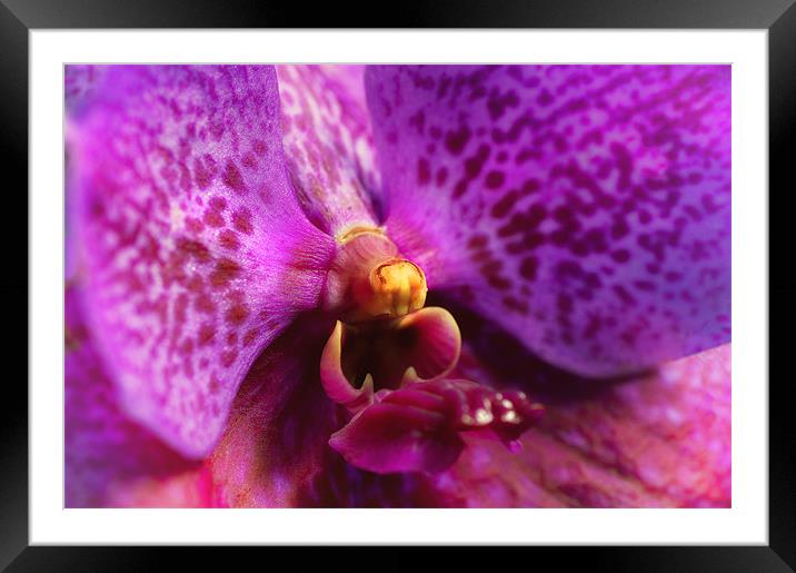 Pink Orchid Framed Mounted Print by Mary Lane
