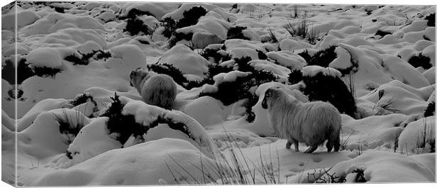 Sheep in the snow Canvas Print by barbara walsh