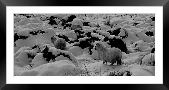 Sheep in the snow Framed Mounted Print by barbara walsh