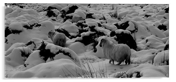 Sheep in the snow Acrylic by barbara walsh