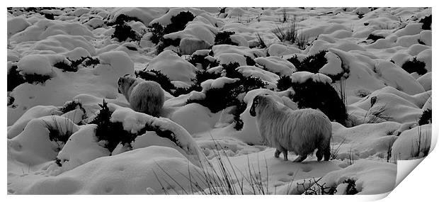 Sheep in the snow Print by barbara walsh