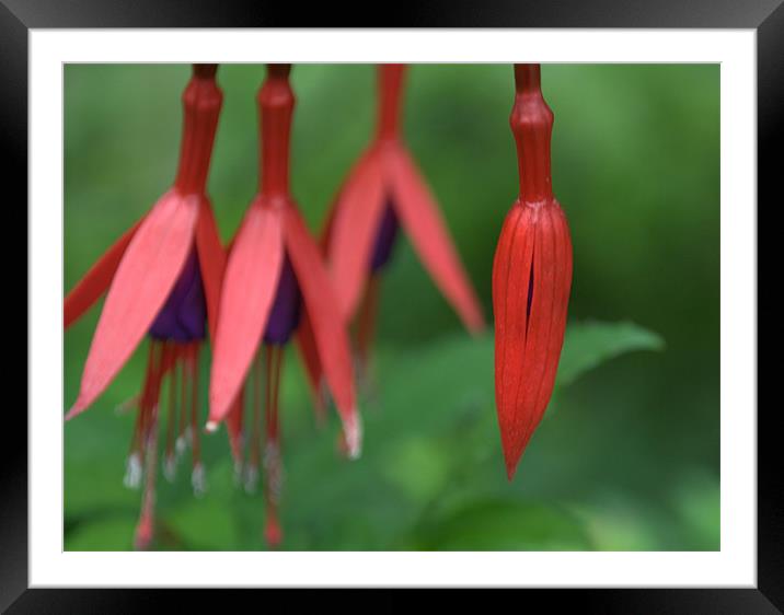 Red Fushia Framed Mounted Print by Vicky Mitchell