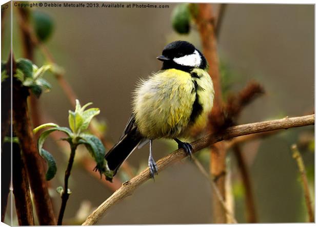 Great Great Tit Canvas Print by Debbie Metcalfe