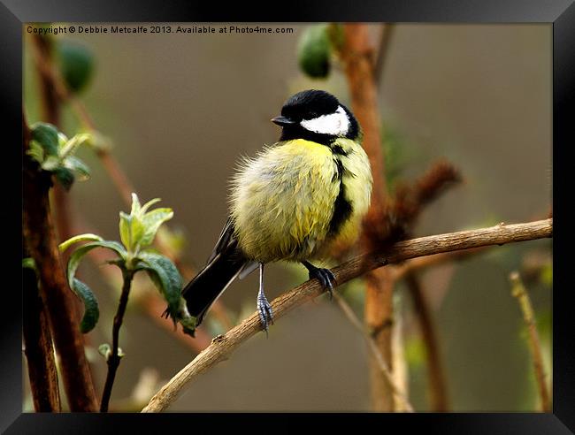 Great Great Tit Framed Print by Debbie Metcalfe