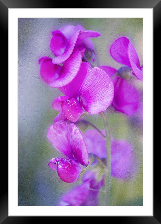 Heaven Scent Framed Mounted Print by Dawn Cox