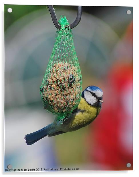 Blue tit Acrylic by Mark  F Banks