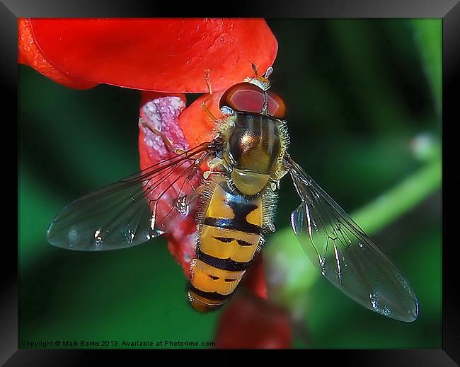 Hoverfly Framed Print by Mark  F Banks