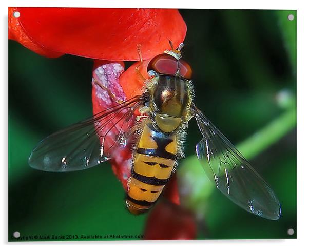 Hoverfly Acrylic by Mark  F Banks