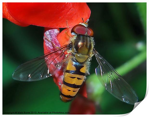 Hoverfly Print by Mark  F Banks