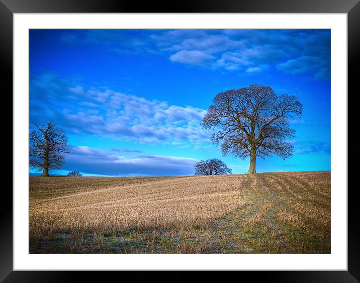 Winter Field with Tree Framed Mounted Print by Mark Llewellyn