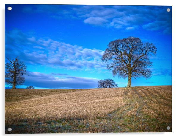 Winter Field with Tree Acrylic by Mark Llewellyn