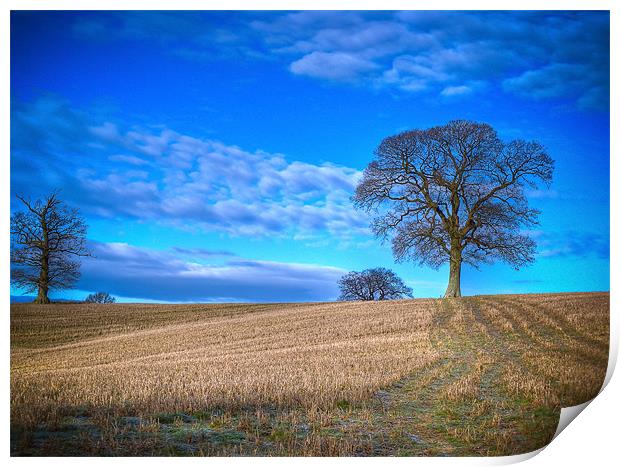 Winter Field with Tree Print by Mark Llewellyn