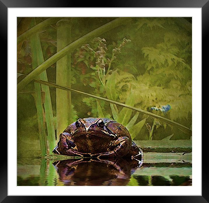 Toad 1 Framed Mounted Print by Debra Kelday