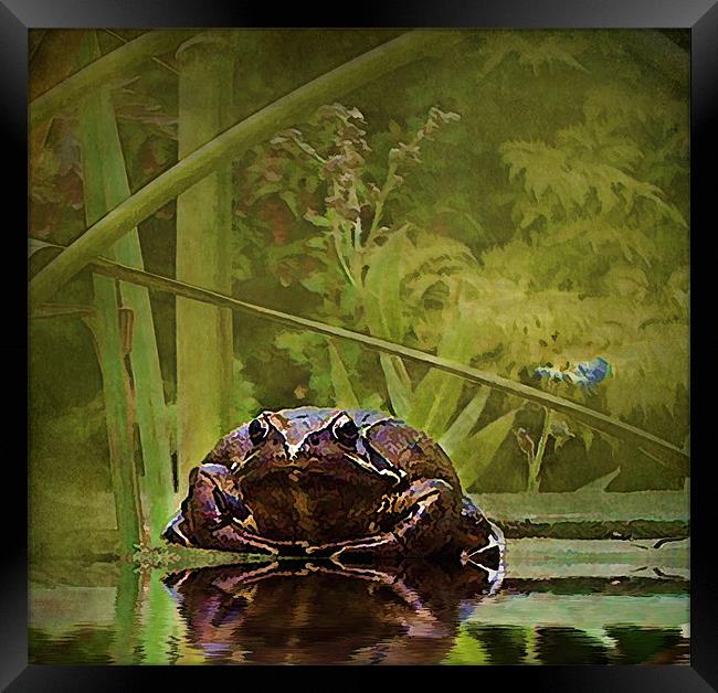 Toad 1 Framed Print by Debra Kelday