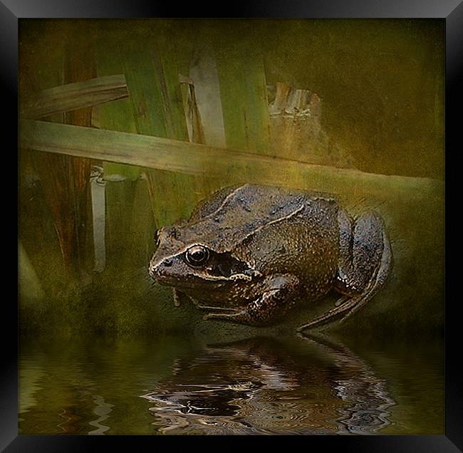 Toad 2 Framed Print by Debra Kelday